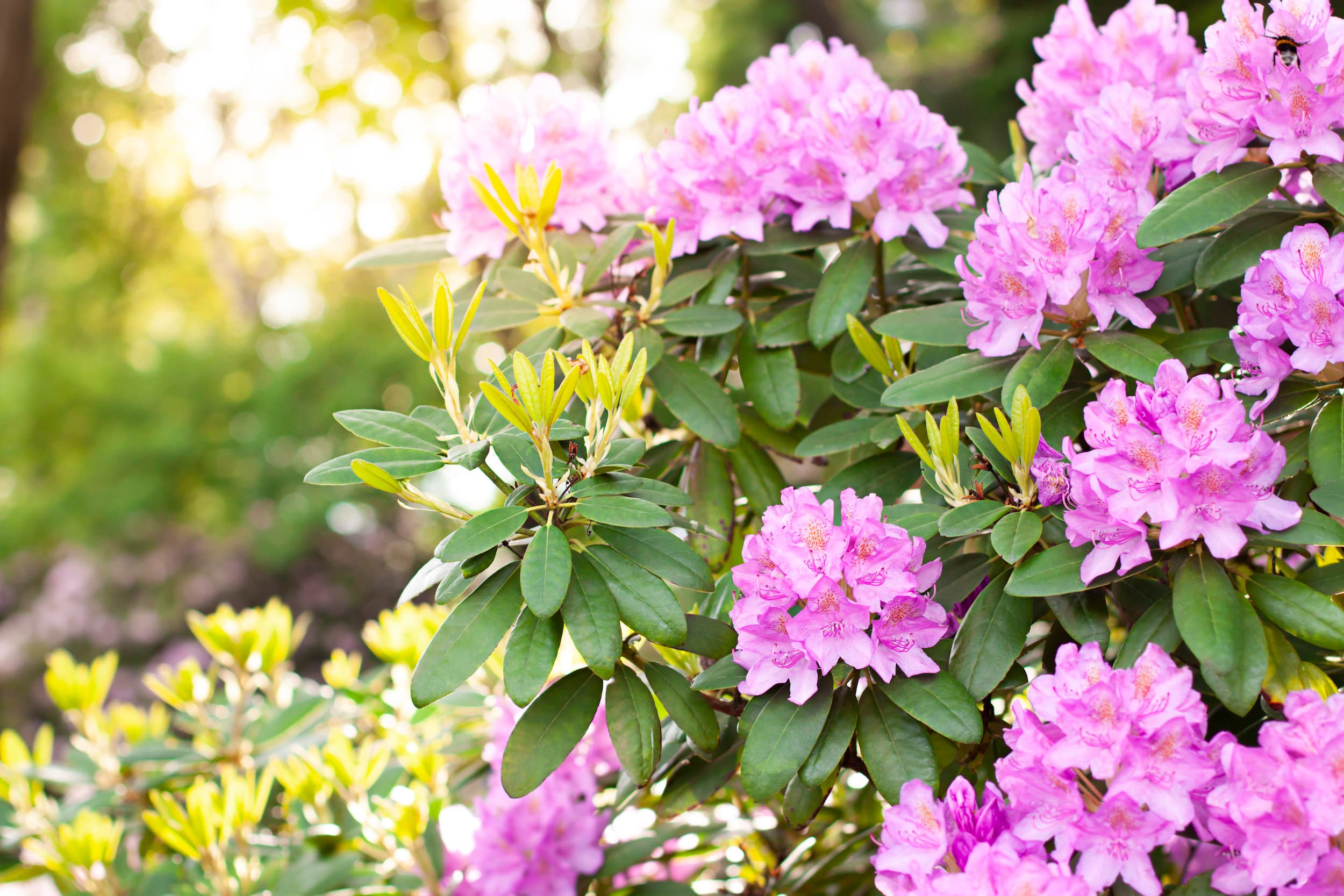 Rhododendron Flower In The Botanical Garden In The Spring Close Up