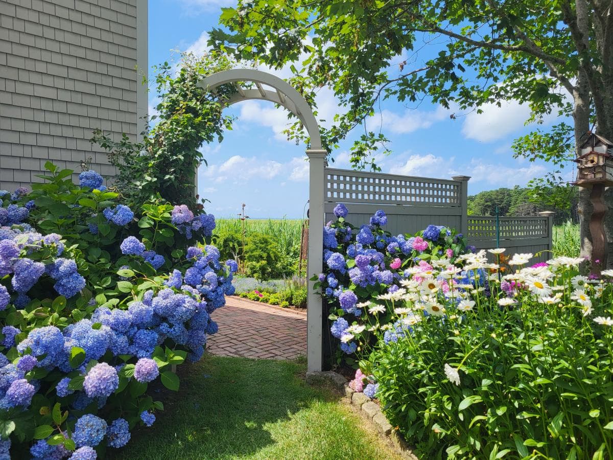 Hydrangea flowers