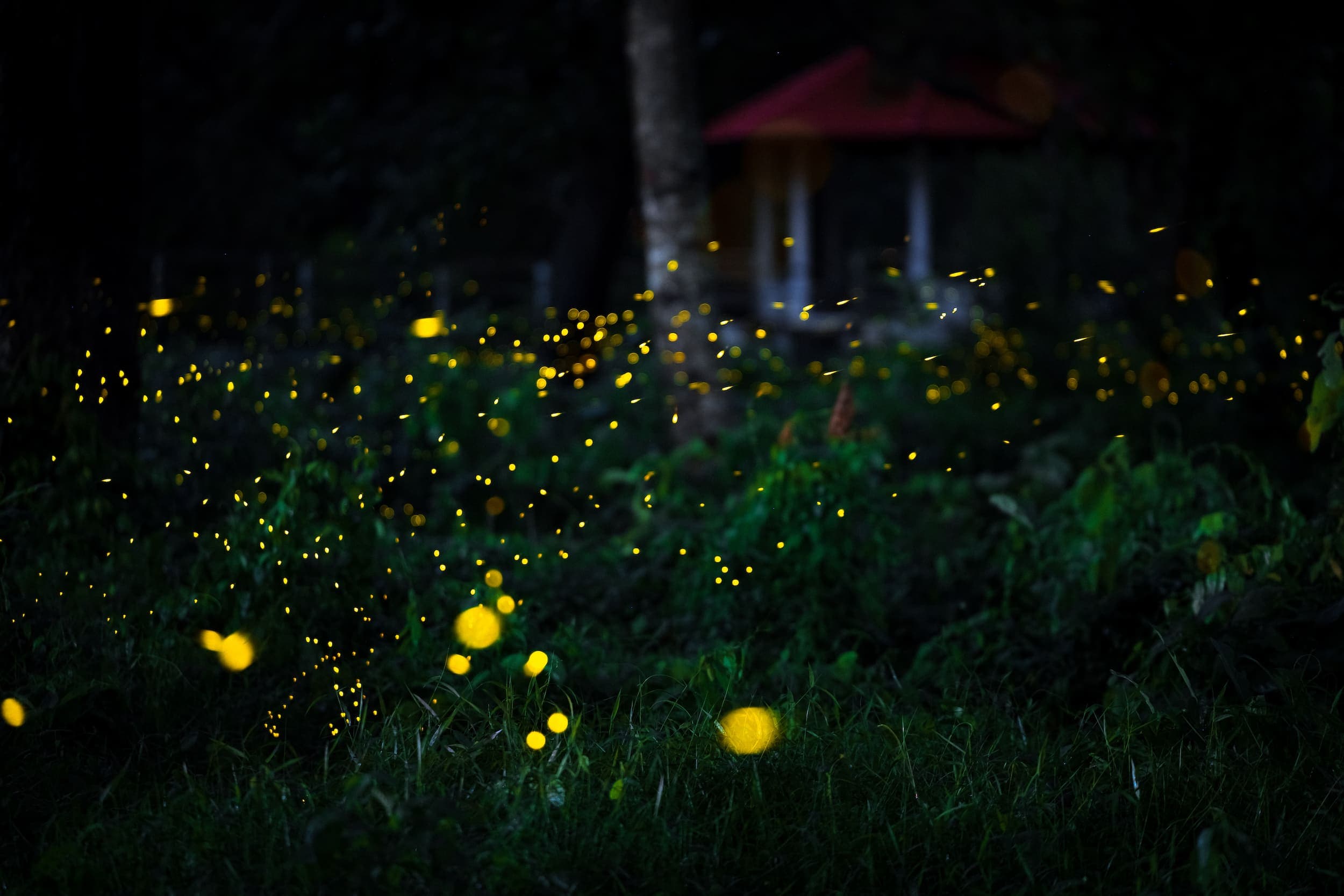 A bunch of Of Fireflies at night